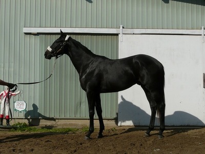 レッドグルーヴァー201112.jpg