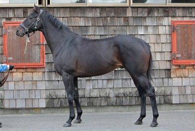 レッドジョーカー201112.jpg